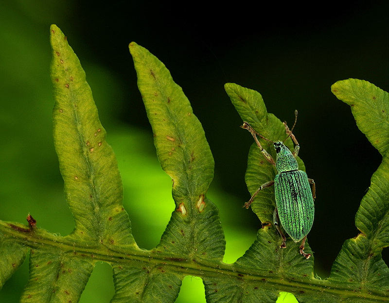 134 Tiere Makro D31_4449 Kopie.jpg